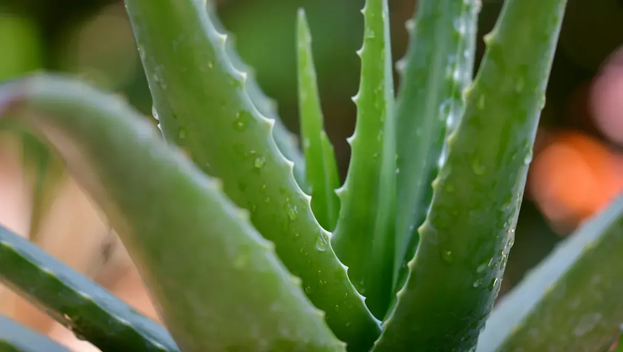 Aloe Vera Gel in Pakistan: Real Benefits, Uses and Prices