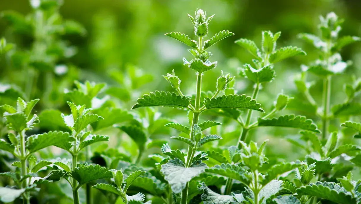 Stevia in Pakistan: A Sugar-Free Sweetener for Diabetics & Weight Control (2026)