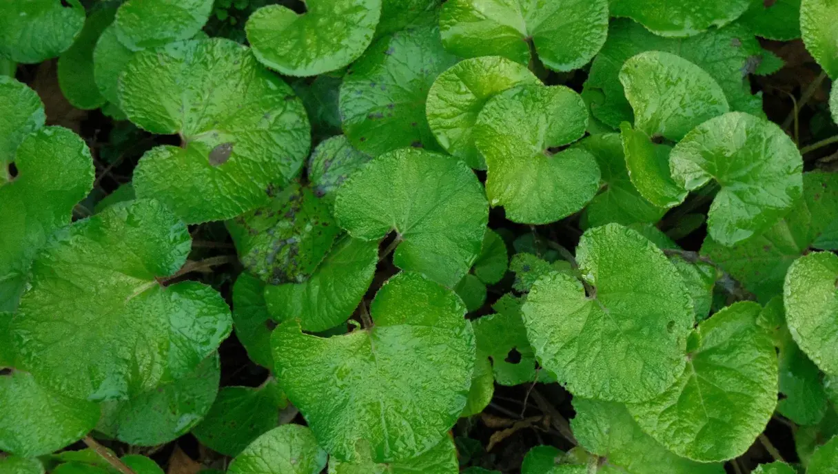 Centella Asiatica for Skin: The SKIN1004 Guide for Pakistan