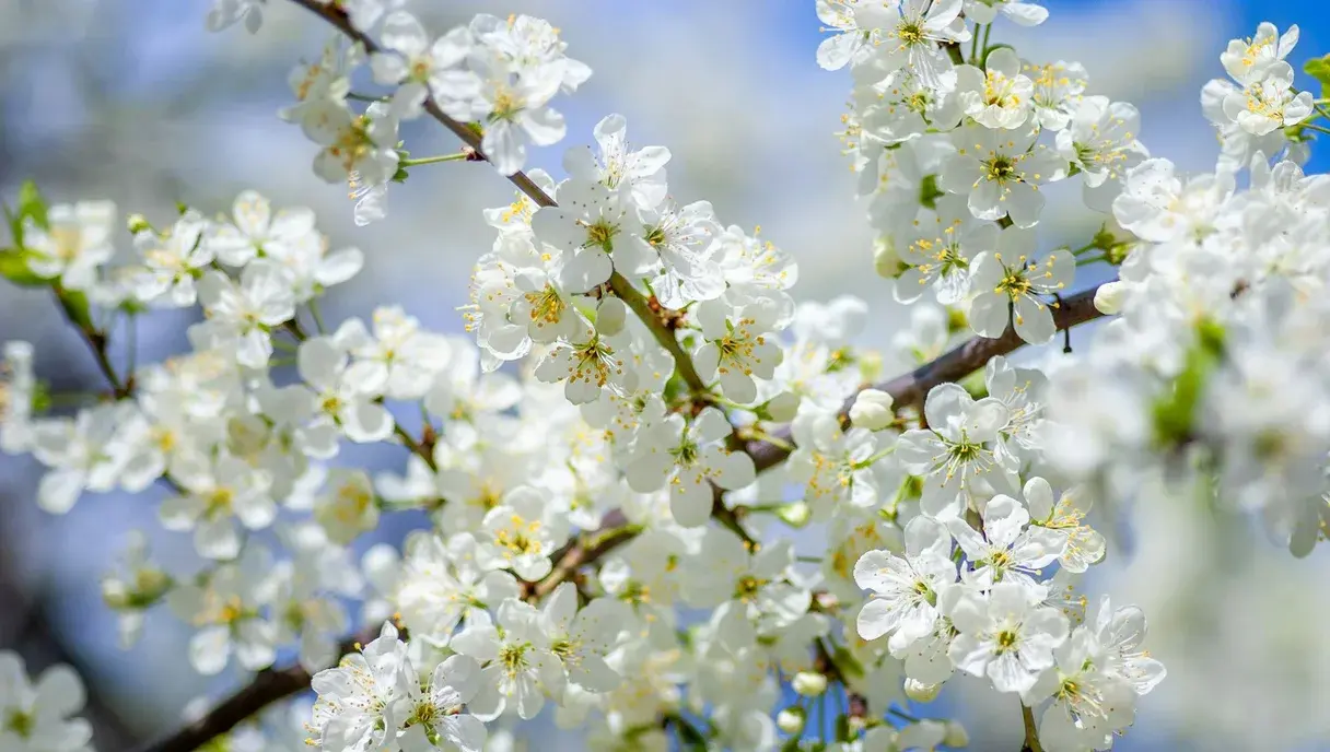Spring Allergies in Pakistan: Natural Prevention & Relief Guide