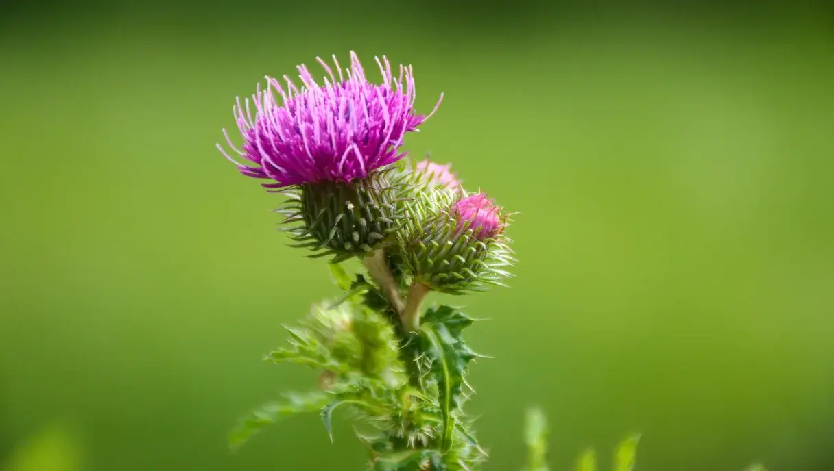 Liver Health & Milk Thistle in Pakistan: Natural Detox Supplement Guide 2026