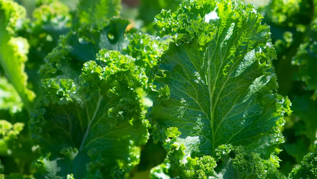 Folic Acid for Pregnancy & PCOS: A Pakistan Guide