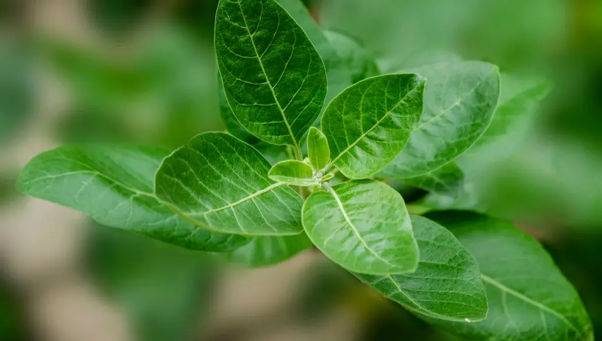 Ashwagandha Benefits for Men: Testosterone, Stress & Stamina