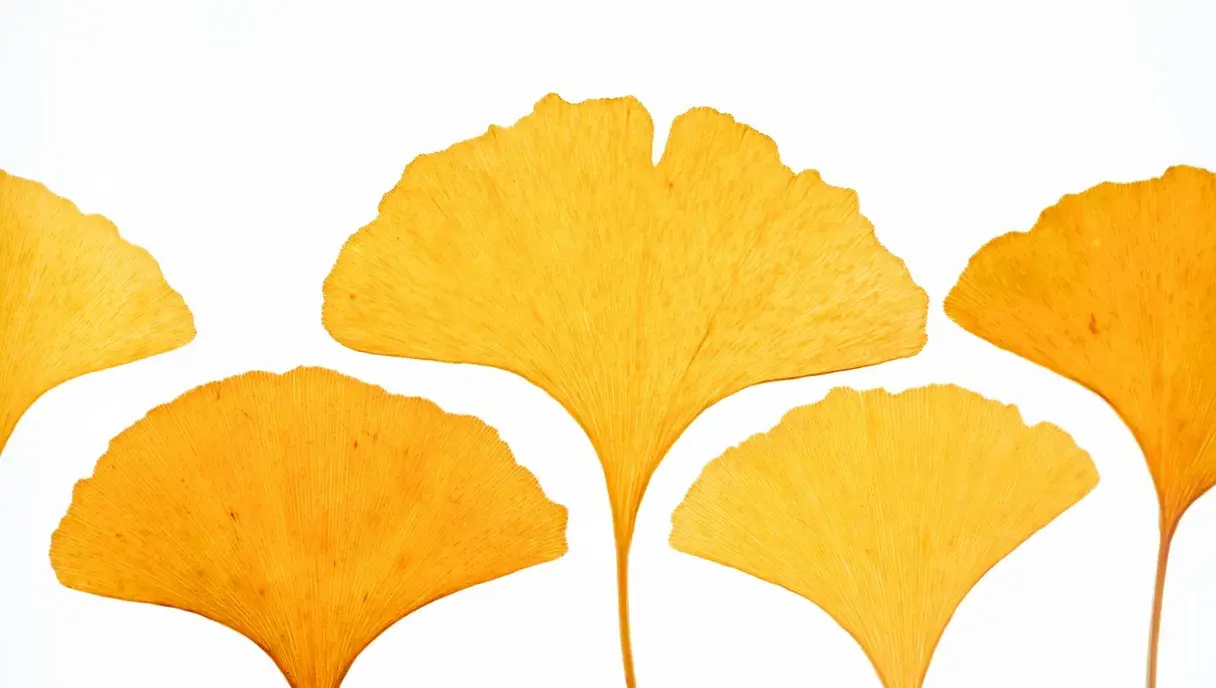 Ginseng & Ginkgo Biloba in Pakistan: Benefits for Energy, Focus & Brain Fog (2026)