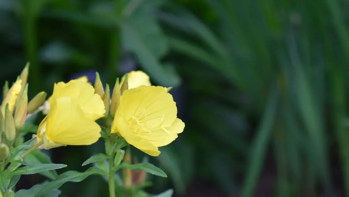 Evening Primrose Oil in Pakistan: Benefits for Hormones, PMS & Skin (2026)
